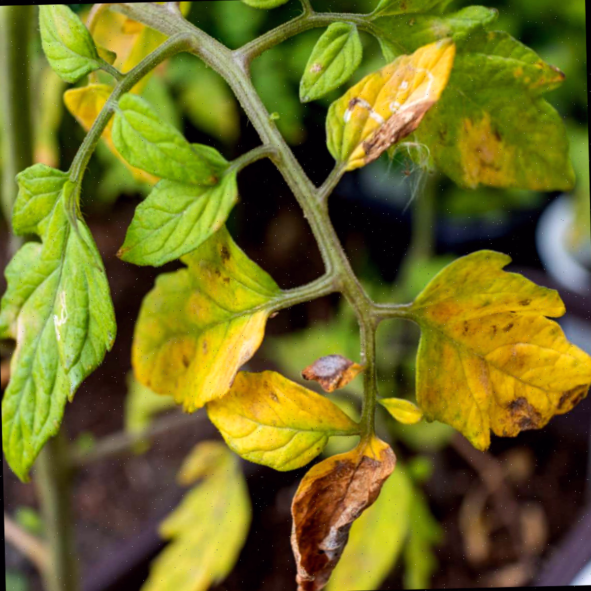 Folhas Amarelas em Plantas de Tomate: Causas e Como Corrigir