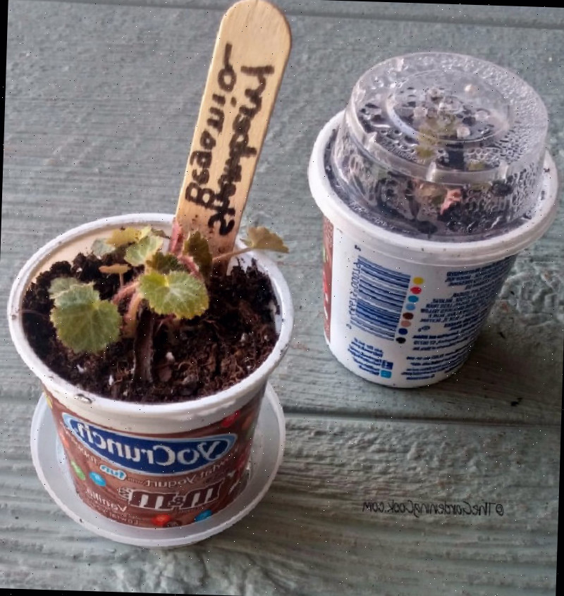 Uma muda de begônia-morango cultivada em um vaso reciclado de iogurte.