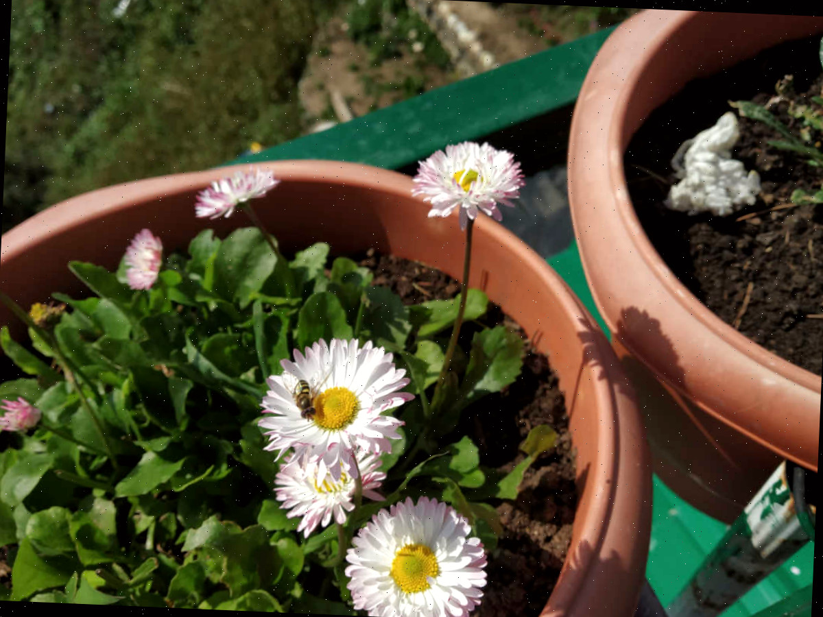 Plantas de margarida Shasta em vasos