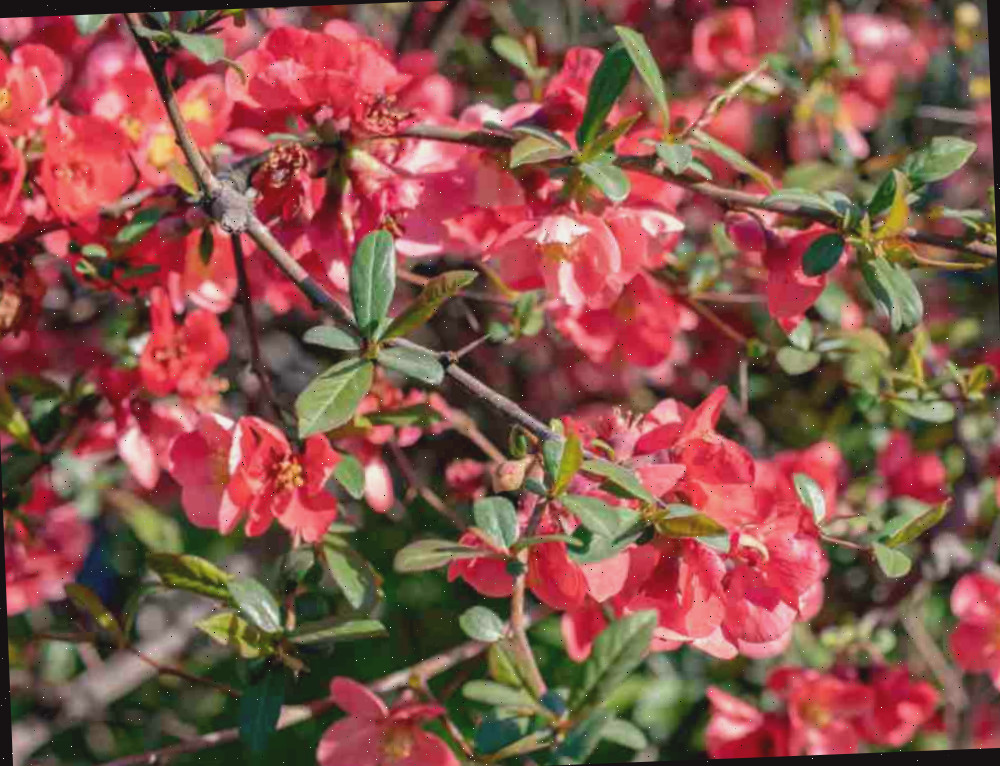 Camélia natalina em flor.