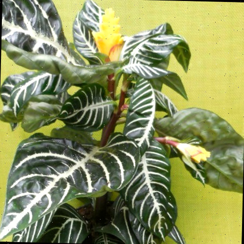 Planta Zebra com flores amarelas Planta zebra tem flores amarelas impressionantes e folhagens verdes listradas.