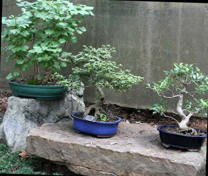 plantas bonsai