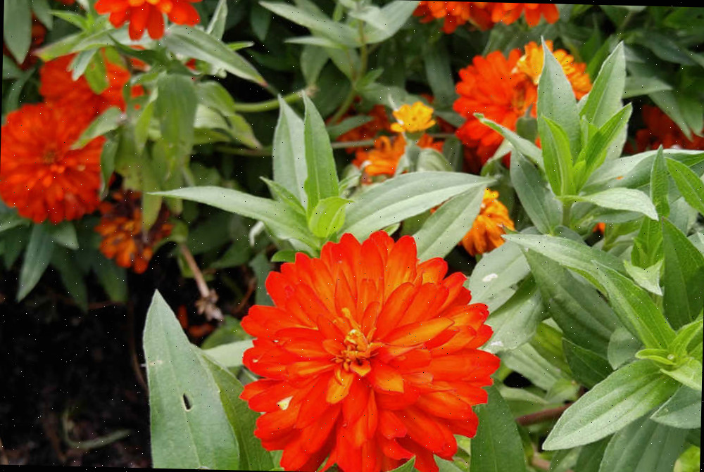 Flores laranja de zínia em completa floração.