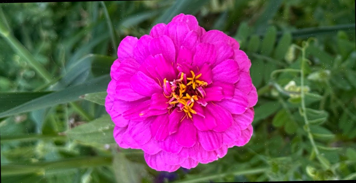 Uma imagem de close-up de flores anuais cor-de-rosa de uma planta de Zinnia elegans com pétalas magenta e anteras amarelas.