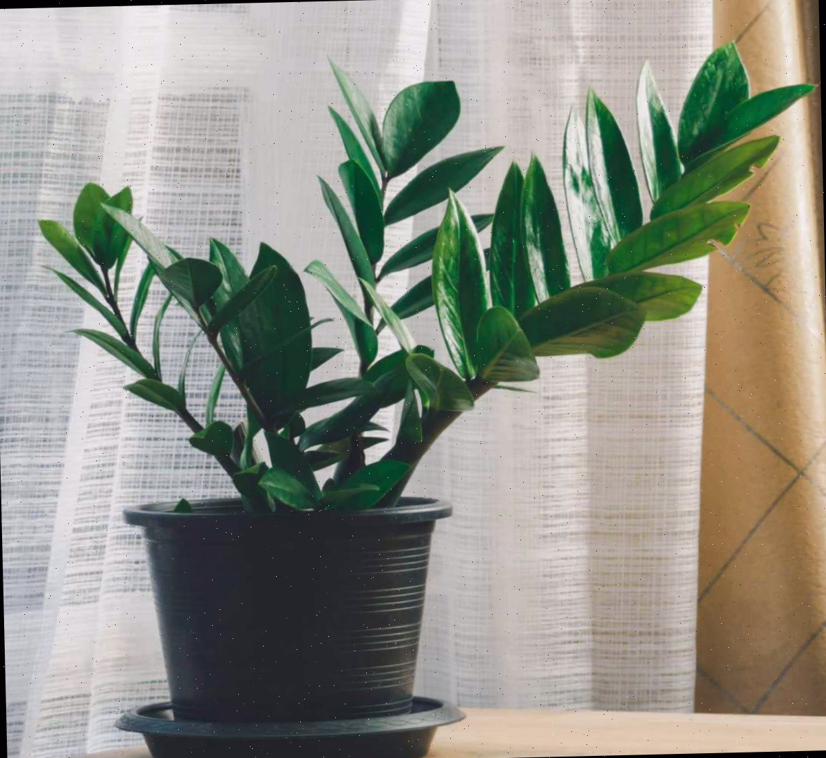 Uma ótima planta para baixa luz - ZZ plant em um vaso preto com pratinho sobre uma mesa em frente a uma cortina.